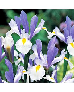 Ирис сребърно син /Iris dutch 'Silvery Beauty' / 