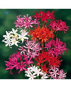 Нерине микс / Nerine mix / 10 бр