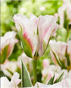 Лале viridiflora Blushing Artist - 1 бр.