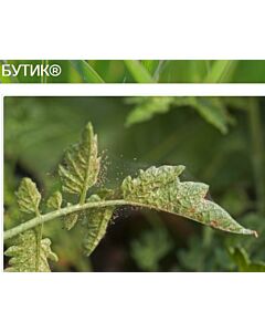 Бутик – нов