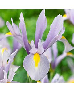 Ирис светлосин / Iris dutch 'King Mauve' / 