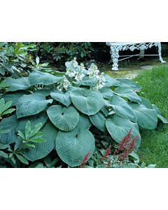 Хоста / Hosta Sieb. Elegans/ 1 бр
