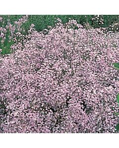 Гипсофила розова / Gypsophila paniculata pink / 1 оп ( 3 бр)