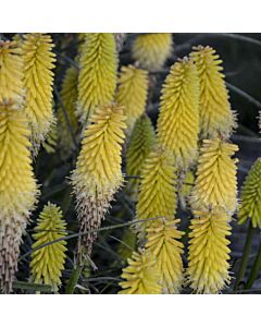 Книфофия / Kniphofia yellow Admiral / 1 бр