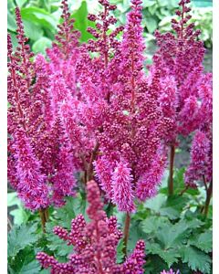 Астилбе - Astilbe Purple Rain - 1 бр
