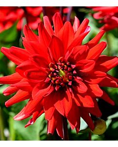 далия Border Cactus Red Pigmy