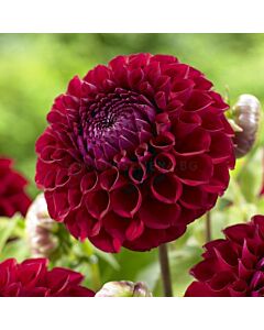 Далия / Dahlia 'Boom Boom Red' / 1 корен