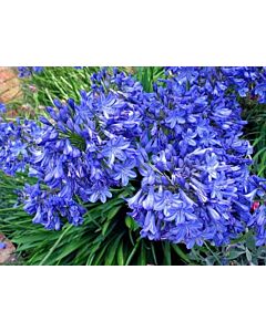 Агапантус / Agapanthus 'Blue Triumphator'e / 1 бр
