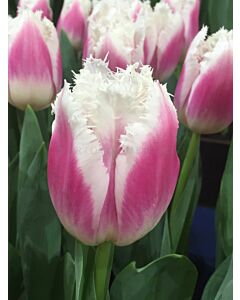 Лале /Tulip 'Siësta'/ 1 бр