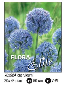 Декоративен лук caeruleum: Пакет- 1 оп. - 20 бр. - Flora Elite Packs