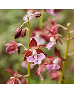Коледна орхидея /Calanthe discolor / 1 бр