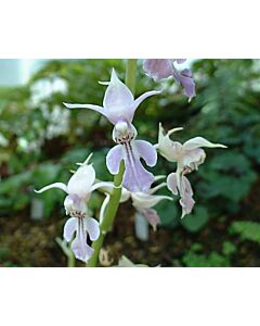 Коледна орхидея /Calanthe reflexa / 1 бр