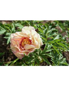 Дървовиден божур /PAEONIA ITOH CALLIES MEMORY/ 1 бр
