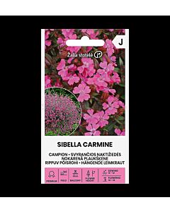 СК КАМПИОНА ВИСЯЩА CAMPION SIBELLA CARMINE