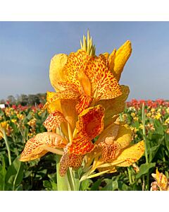 Канна / Canna 'En Avant' / 1 бр
