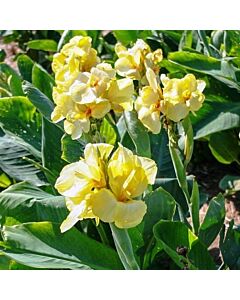 Канна greenleaved dwarf yellow - 1 бр.