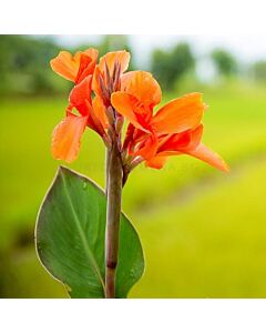 Канна оранжева със зелени листа - Canna ind. hybr. greenleaved orange - 1 бр.