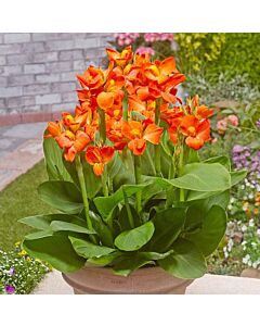 Канна greenleaved dwarf orange - 1 бр.
