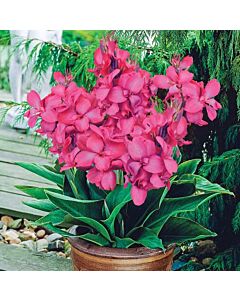 Канна greenleaved dwarf pink
