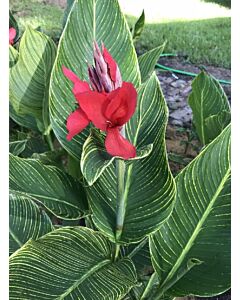 Канна greenleaved red - 1 бр.