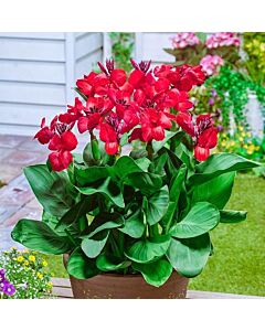 Канна greenleaved dwarf red - 1 бр.