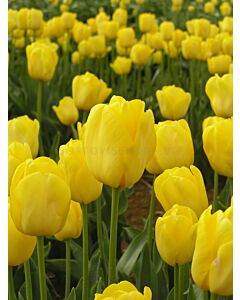 Лале /Tulip Jan van Nes/ 1 бр