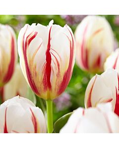 Лале /Tulip 'Carnaval de Rio' 1 бр