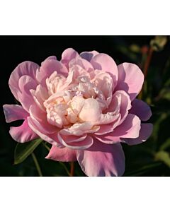 Божур/ LACTIFLORA Catherina Fontijn - 1 бр.