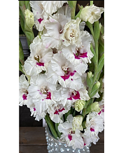 Гладиол Cera Corsage/ large-flowered - 1 брой