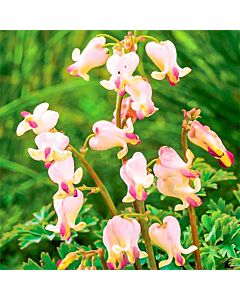 Дамско сърце-Dicentra Cupid -1 бр				