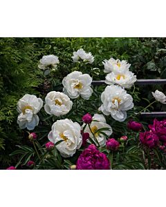 Божур бял /Paeonia Мiss America / 1 корен