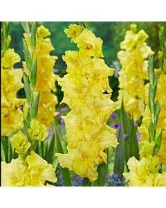 Гладиол Charisma/ large-flowered - 1 брой