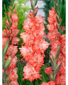 Гладиол large-flowered  'Charkov' 10/12 - 1 бр.
