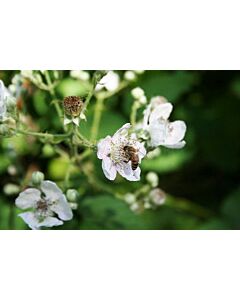 Черна хималайска къпина (Rubus Himalaya)