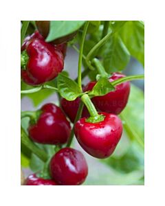 СЕМЕНА ПИПЕР ЛЮТ ЧЕРВЕНО ЧЕРИ Х 100С PEPPER F1 CHERRY RED