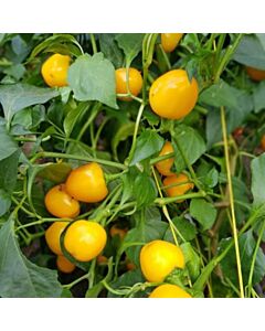 СЕМЕНА ПИПЕР ЛЮТ ЧЕРИ ЖЪЛТО F1 100С PEPPER CHERRY YELLOW F1