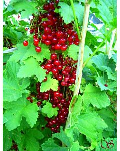 Червен касис (Ribes Jonkheer vаr. tets)