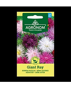 СК СЕМЕНА АСТРА GIANT RAY