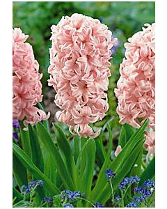 Зюмбюл China Pink 14/15*