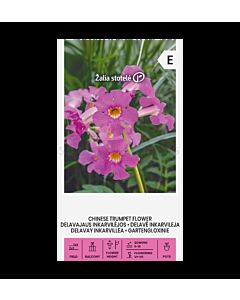 СК КИТАЙСКА ТРОМПЕТОВА ЛОЗА CHINESE TRUMPET FLOWER