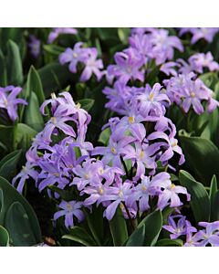 Хионодокса /Chionodoxa forbesii Violet Beauty/ 1 бр 
