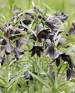 Fritillaria camschatcensis 1 бр
