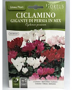 Циклама персийски гигант/ Ciclamino