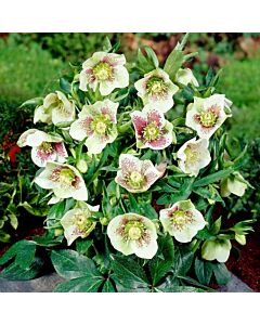 Кукуряк /Helleborus Oriental Bollene/ 1 бр корен