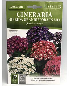 Цинерария грандифлора хибридна микс/ Cineraria hibrida