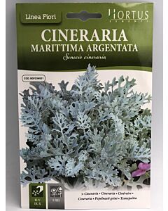 Морска цинерария сребриста/ Cineraria