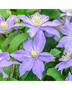 Клематис  Justa - Clematis Justa - 1 бр.