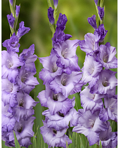 Гладиол Cobain/ large-flowered - 1 брой