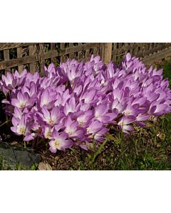 Колхикум /есенен минзухар / Colchicum Speciosum 1 бр