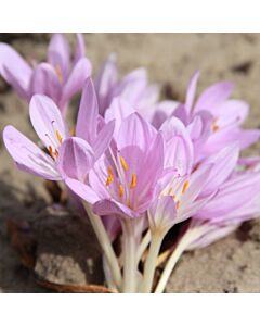 Колхикум / Colchicum byzantinum/ 18/20